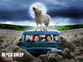 Black Sheep - horror-movies wallpaper