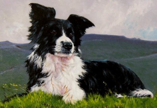  Border colley, collie Painting