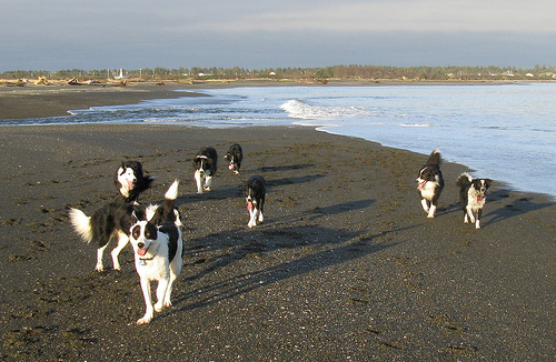 Border Collies On The समुद्र तट