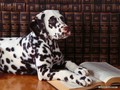 dogs - Dalmation Wallpaper wallpaper