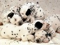 dogs - Dalmation Wallpaper wallpaper