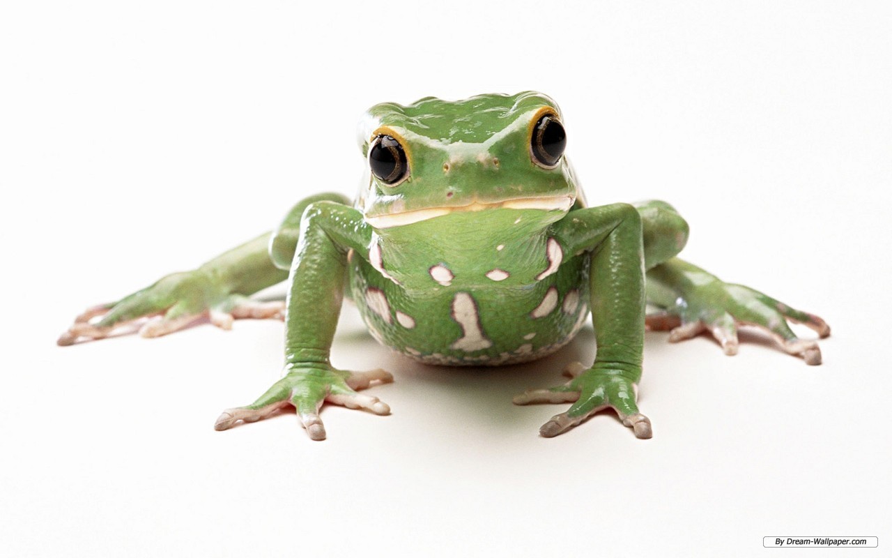 Frog-Wallpaper-On-Desktop