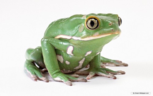  Frog Wallpaper!