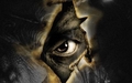 horror-movies - Jeepers Creepers wallpaper