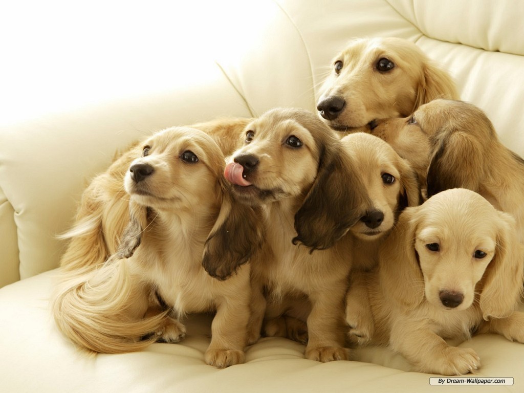 Dachshund Dog Family