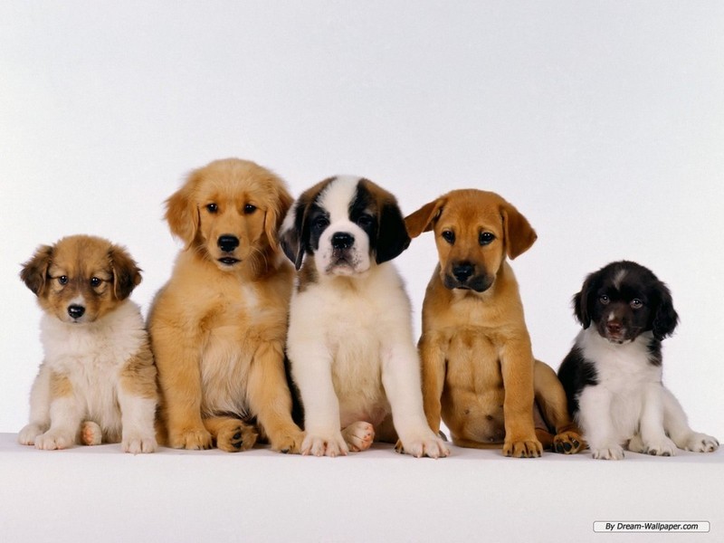 wallpapers dogs. Puppy Wallpaper - Dogs