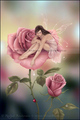 Rose - fairies photo