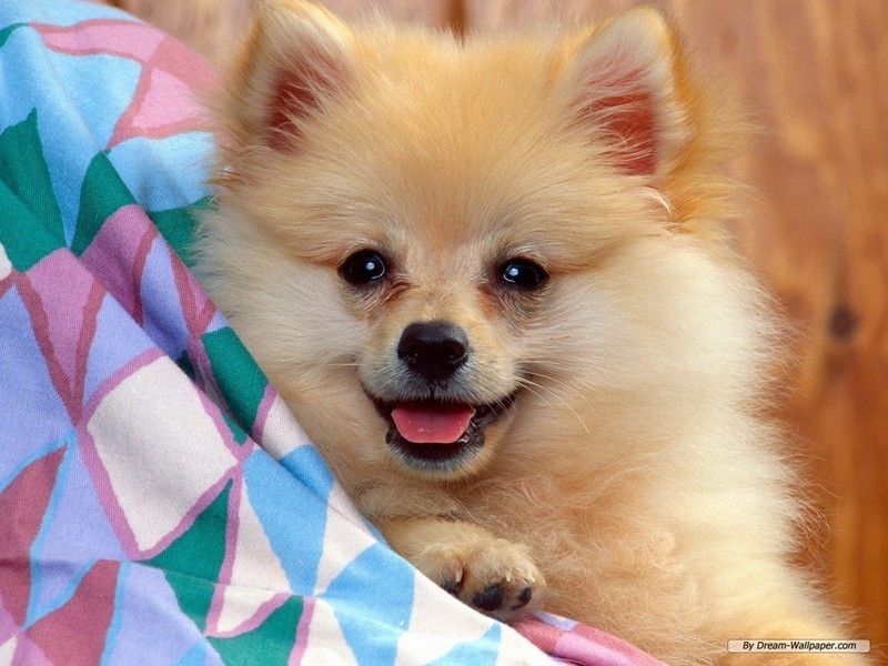 dogs wallpapers. Toy Dog Wallpaper