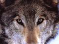 Wolf,Close Up - wolves photo