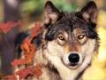 Wolf,In The Autumn/ Fall - wolves photo