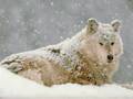 Wolf Covered In Snow - wolves photo
