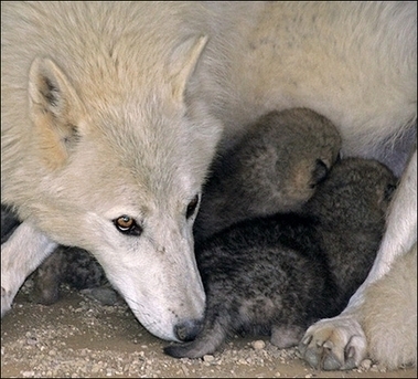  Mother And Pups