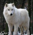 Artic Wolf - wolves photo