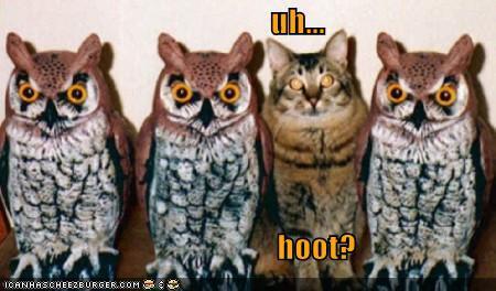  Everyone is fond of OWLS!