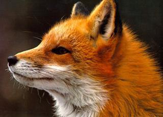  Beatiful Foxes