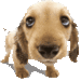 Dog - dogs icon
