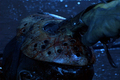 Freddy Vs.Jason - horror-movies photo