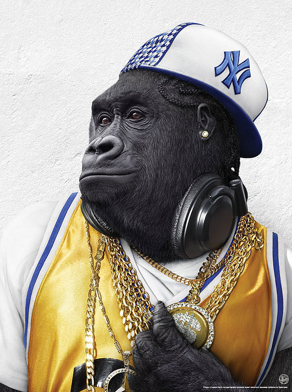 Gangster Gorilla - Monkeys Photo (7274009) - Fanpop