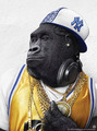 Gangster Gorilla - monkeys photo