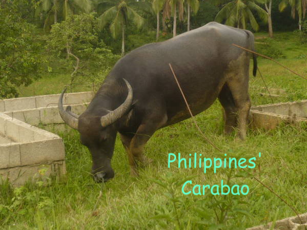 Carabao Picture