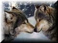 wolves can kiss too! - wolf-lovers-place photo