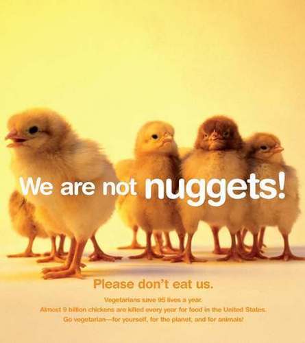 Animals are not ours to eat