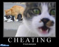 Cheating Cats - random photo