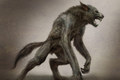 Werewolf Drawings  - werewolves photo