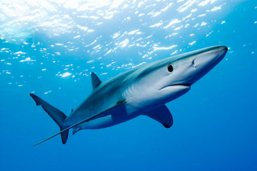  Blue 鲨鱼