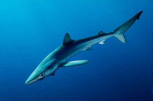  Blue 鲨鱼