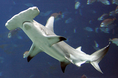  Hammerhead Sharks