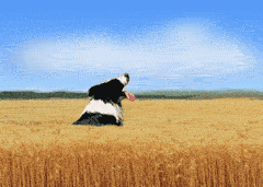  Running Through The Barley Field