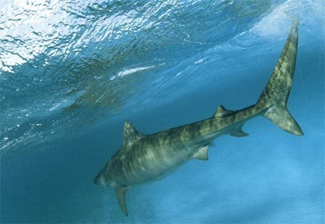  Tiger 鲨鱼