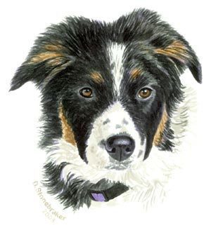  Border colley, collie Pup