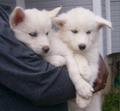 White Wolf Pups With Blue Eyes - wolves photo
