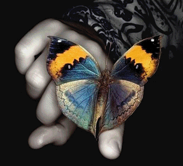 Rainbow Butterfly,Animated - Butterflies Photo (7697834) - Fanpop