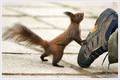 Cute Squirrels  - wild-animals photo