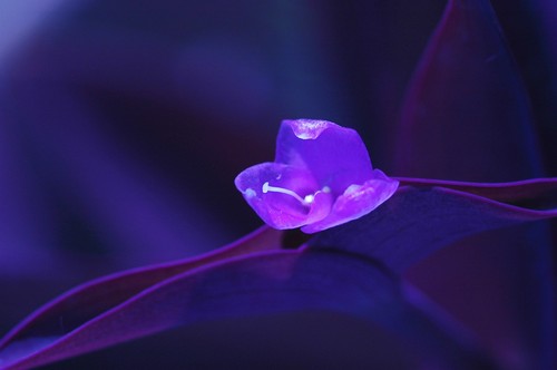  Purple bloem