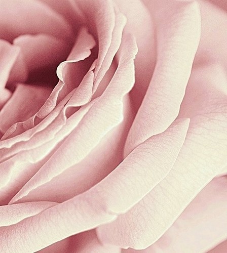  Rose closeup