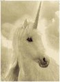 White - unicorns photo