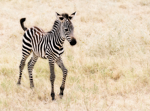  baby zebra, kuda belang