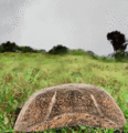 random - crazy turtle screencap