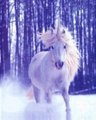 Mystic - unicorns photo