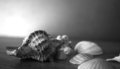 Shells - photography photo