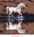 Reflection,Animated - unicorns photo