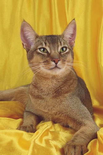  Abyssinians