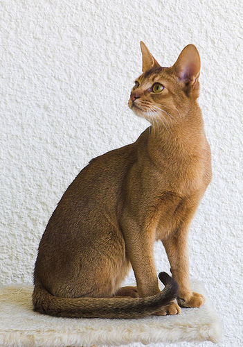  Abyssinians