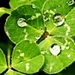 Nature/Spring - national-geographic icon