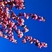 Nature/Spring - national-geographic icon