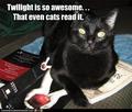 Twilight is so awesome. . . That even cats read it. - twilight-series photo